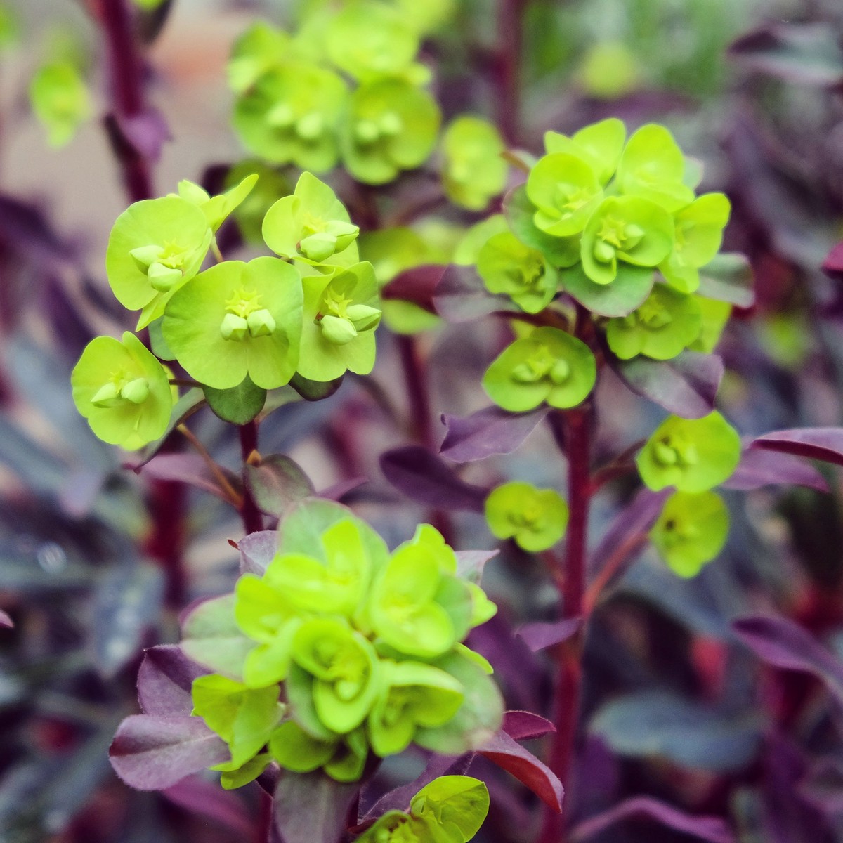 Euphorbe characias Miners Merlot