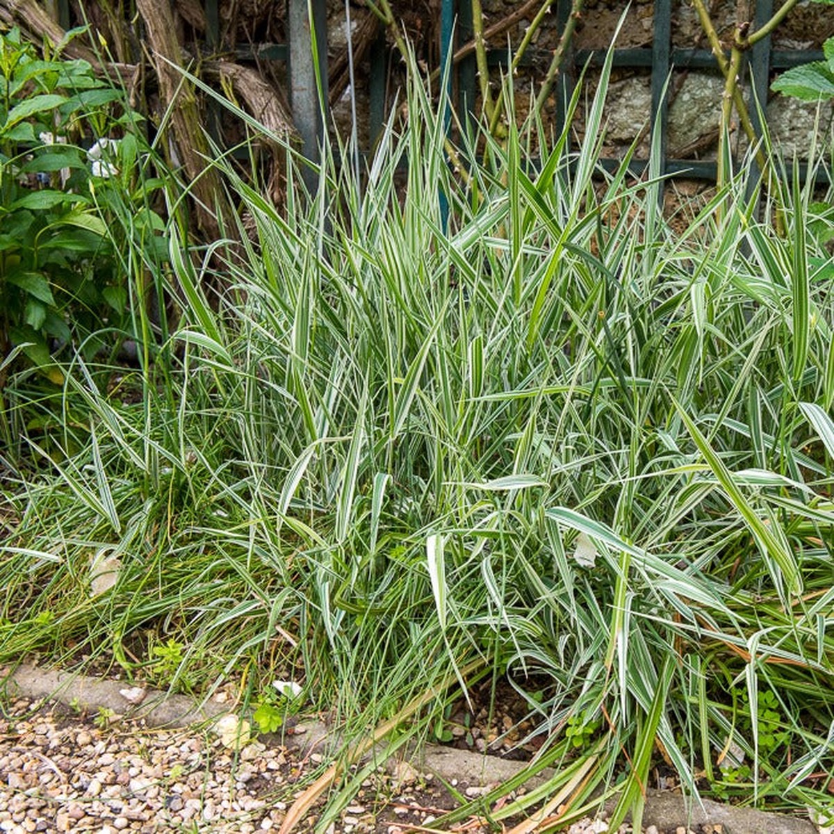 Phalaris panach -Baldingre faux roseau