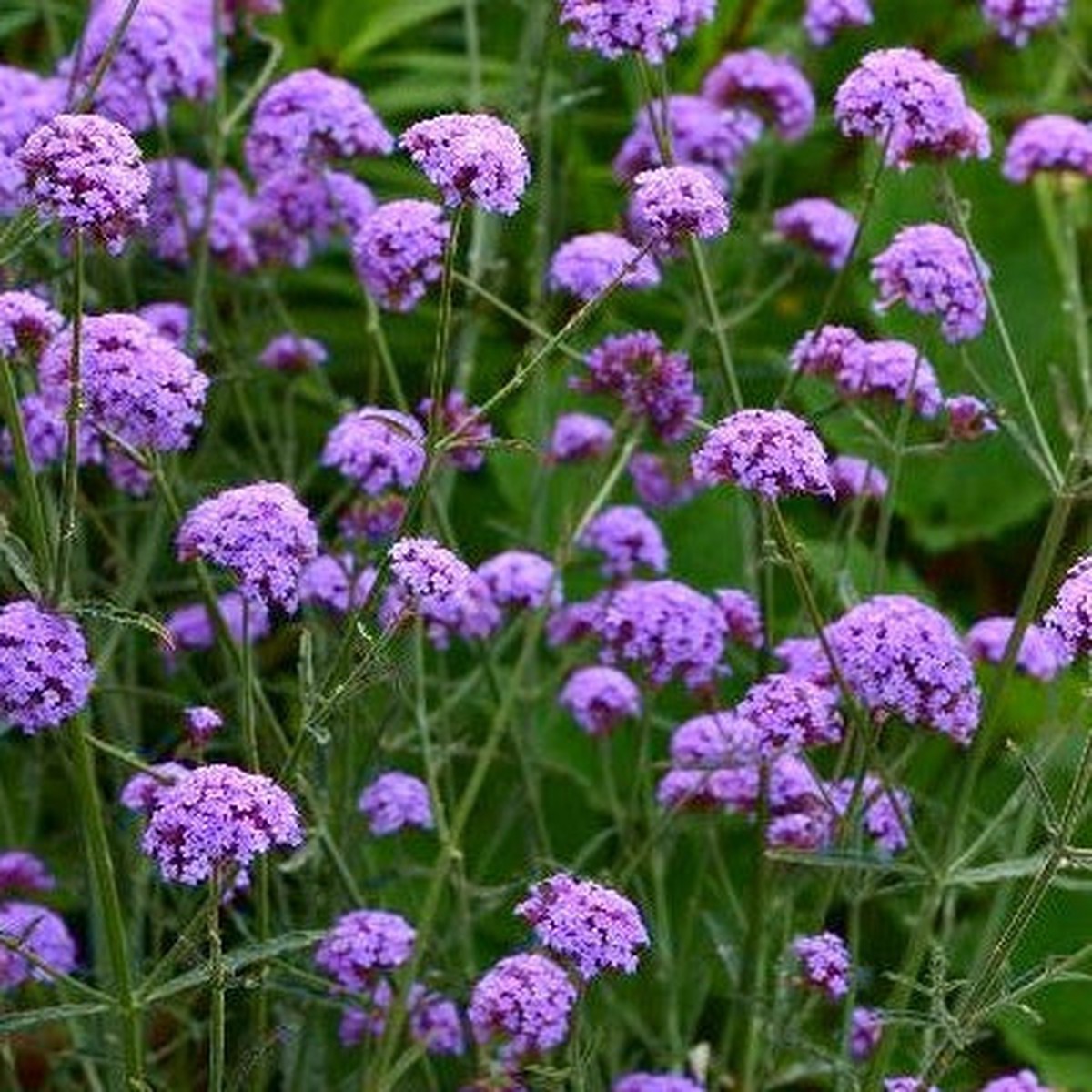 Verveine bonariensis Royal Dreams